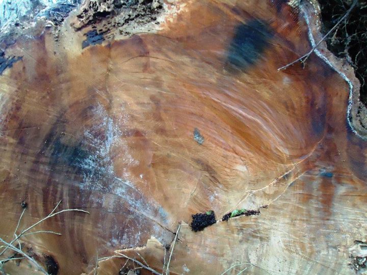 Century-Old Acacia Tree